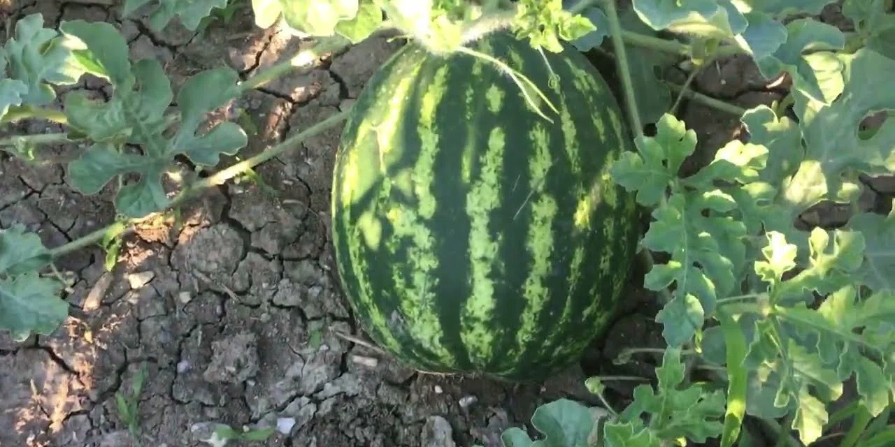 En iyi karpuz nasıl seçilir? Karpuzu nasıl kesmek gerekir? İşte doğru karpuz kesme yöntemi