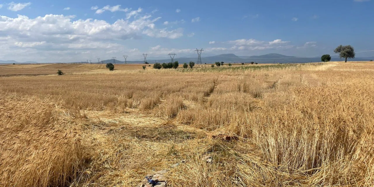 Konyalı çiftçiler dikkat! Buğday hırsızları tarlaya dadandı