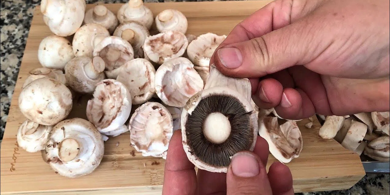 Mantar neden yıkanmamalı? Mantarı yıkamadan temizlemenin 3 kolay yolu
