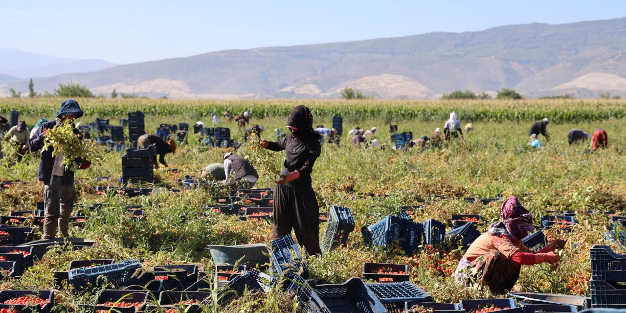 Salçalık domates fiyatları çakıldı! Kilosu 5 liraya düştü