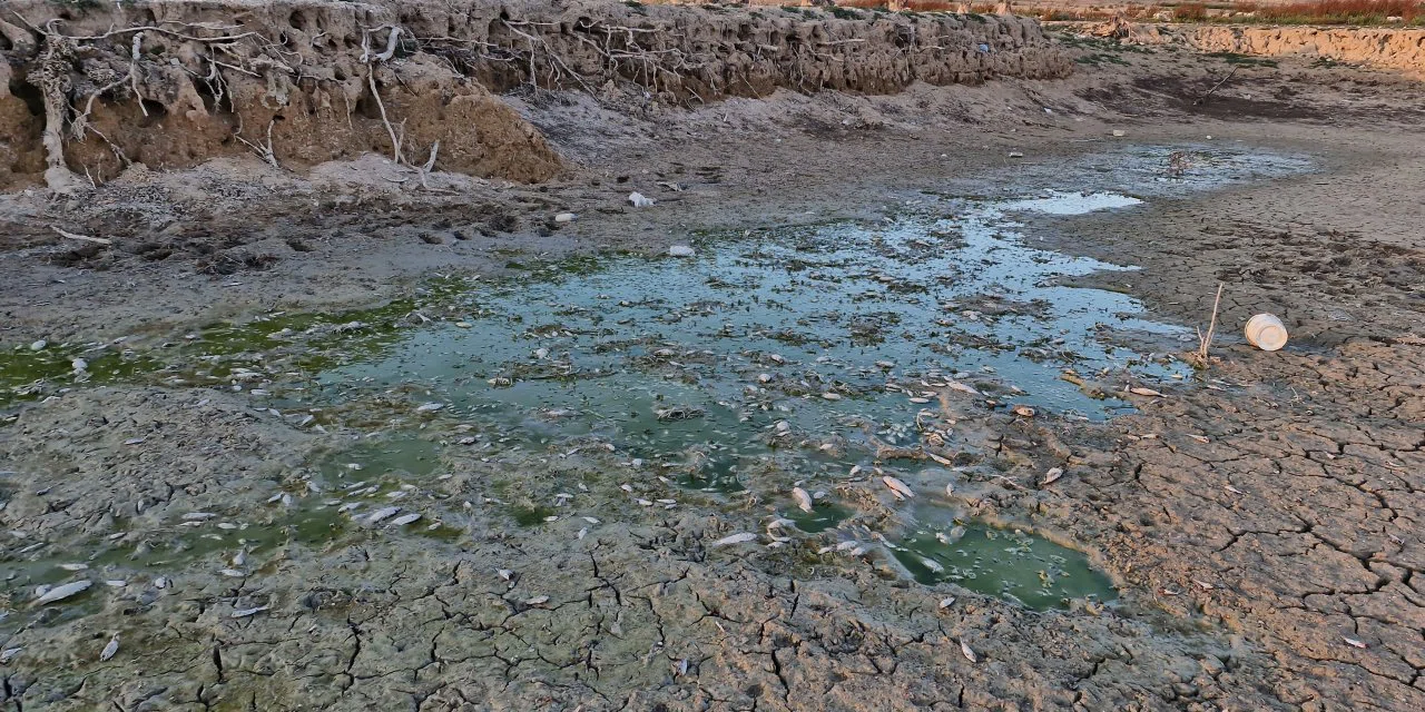 Su seviyesi düşen barajdaki yavru balıkları kovalarla kurtarmaya çalıştılar