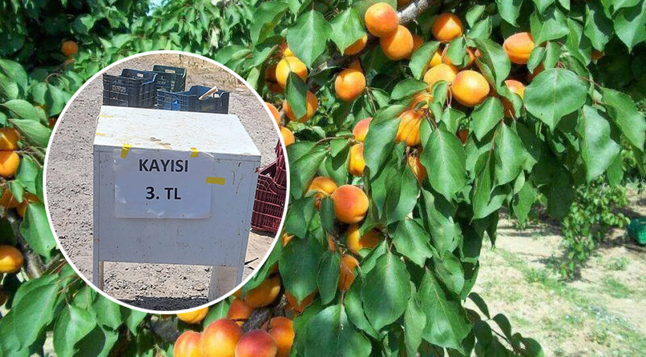 Kayısı fiyatları dibi gördü! Kilosu 3 liraya satılıyor