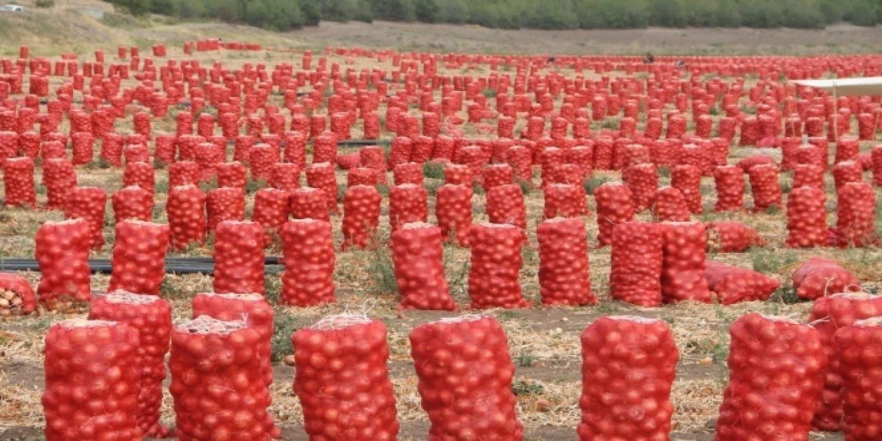 Kuru soğanı uzun süre saklamanın yolu : Bozulma ve küflenme olmuyor