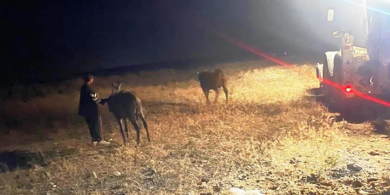 Foseptik çukuruna düşen inek ve eşeği itfaiye kurtardı