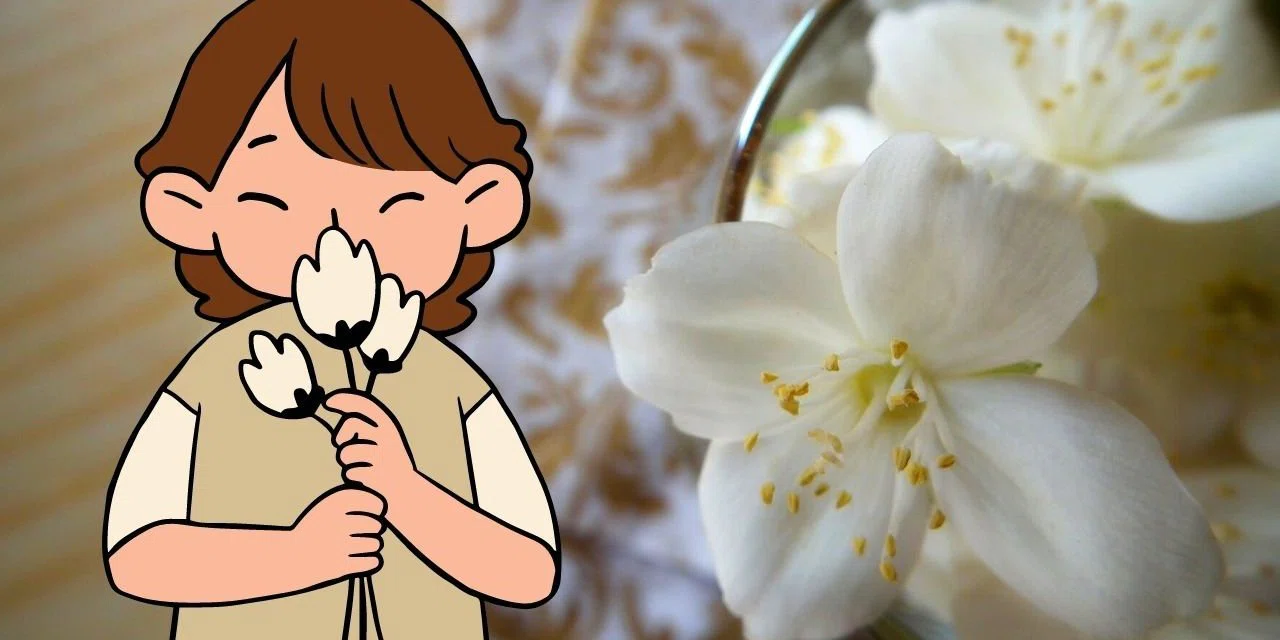 Bu bitkiden sonra oda parfümü almanıza gerek yok. Evin mis gibi kokmasını sağlıyor
