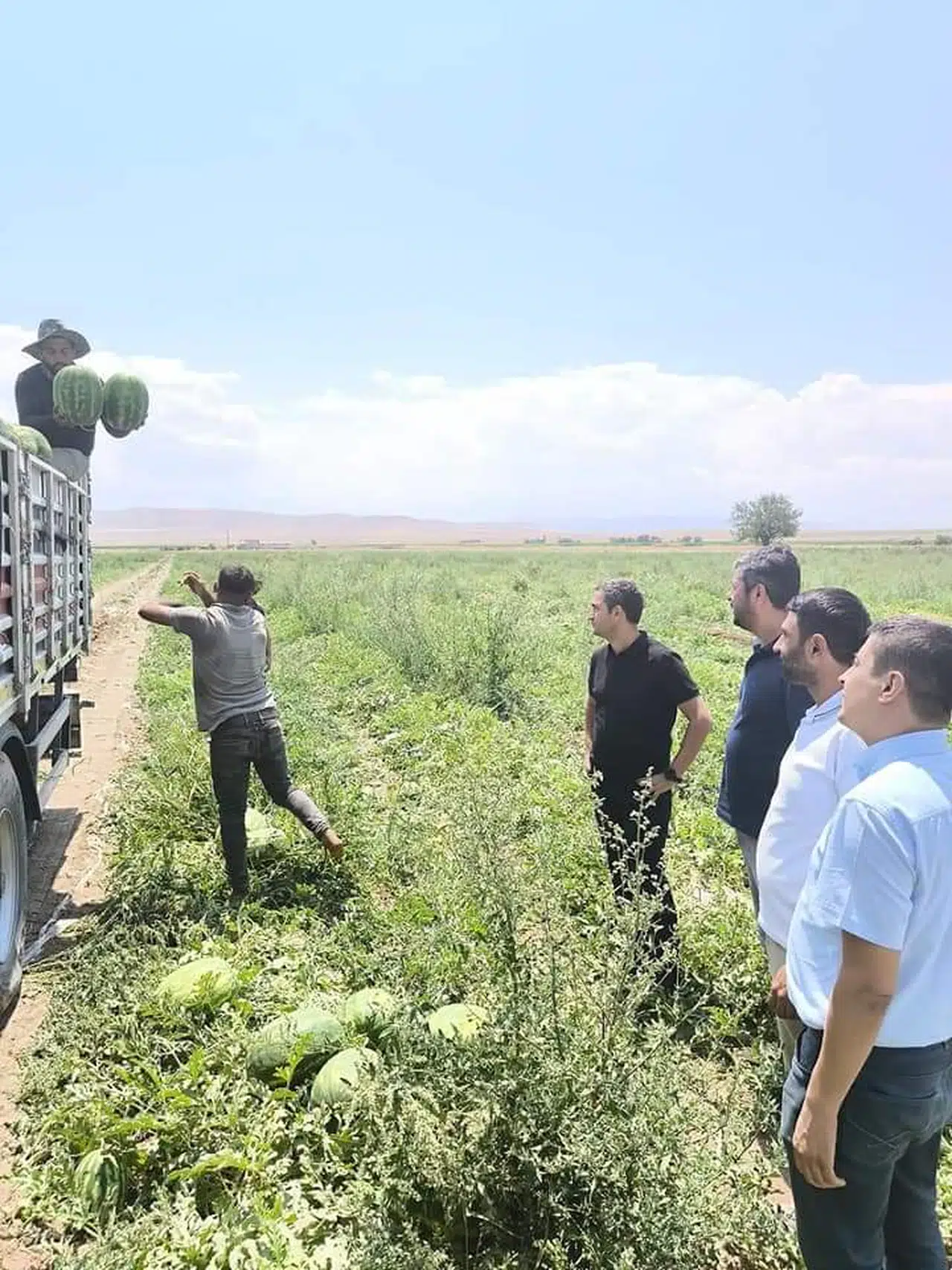Konya'nın enfes yaz lezzetinde hasat başladı