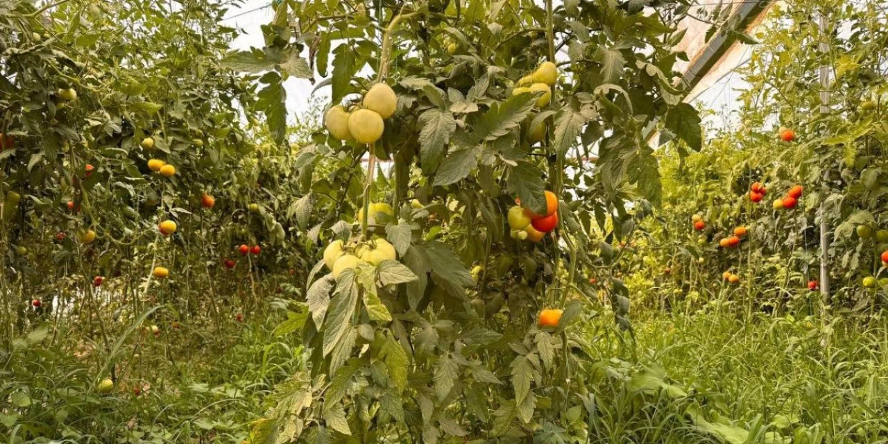 Antalya’da gördü, memleketinde denedi! Şimdi ayda 750 bin TL gelir elde ediyor