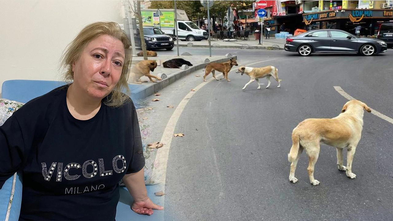 Konya'daki sokak köpekleri bir kadına dehşeti yaşattı