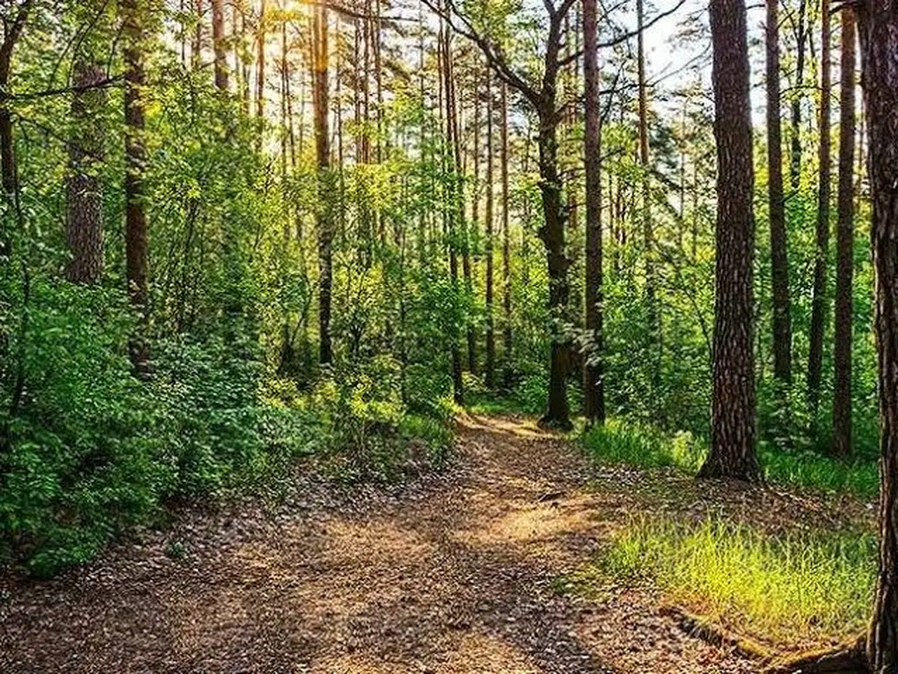 Sıcaklığı meğer bu alanlar önlüyormuş! Sahip çıkalım açıklaması