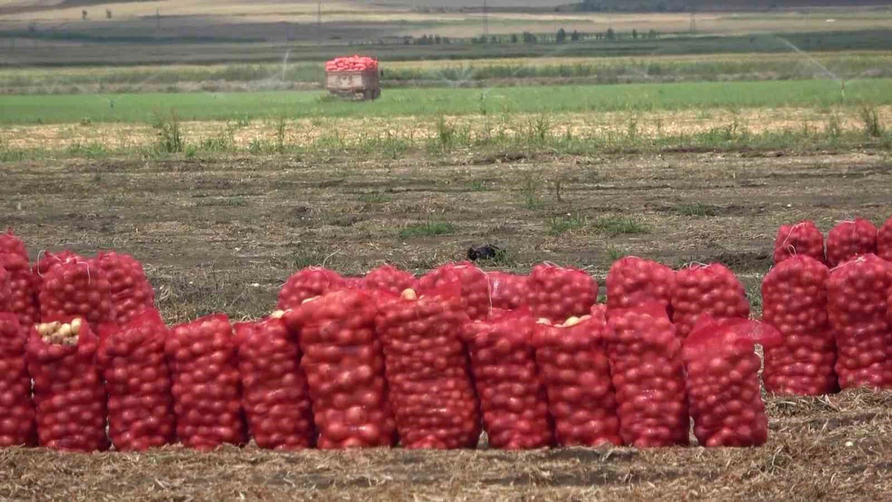 Soğan fiyatları dibi gördü! Kilosu 6 liraya düştü