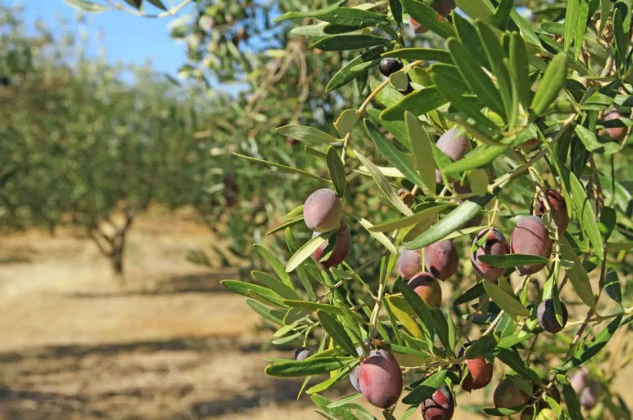 Konya ezber bozdu: Konya zeytin ve zeytinyağı raflarda
