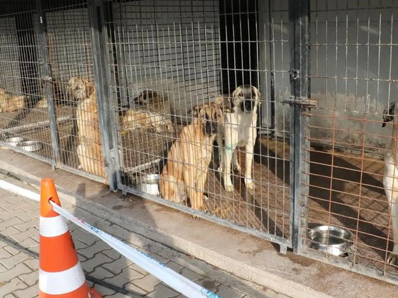Konya Valiliği acı olay sonrası duyurdu. Sokak köpekleri için yoğun çalışma var