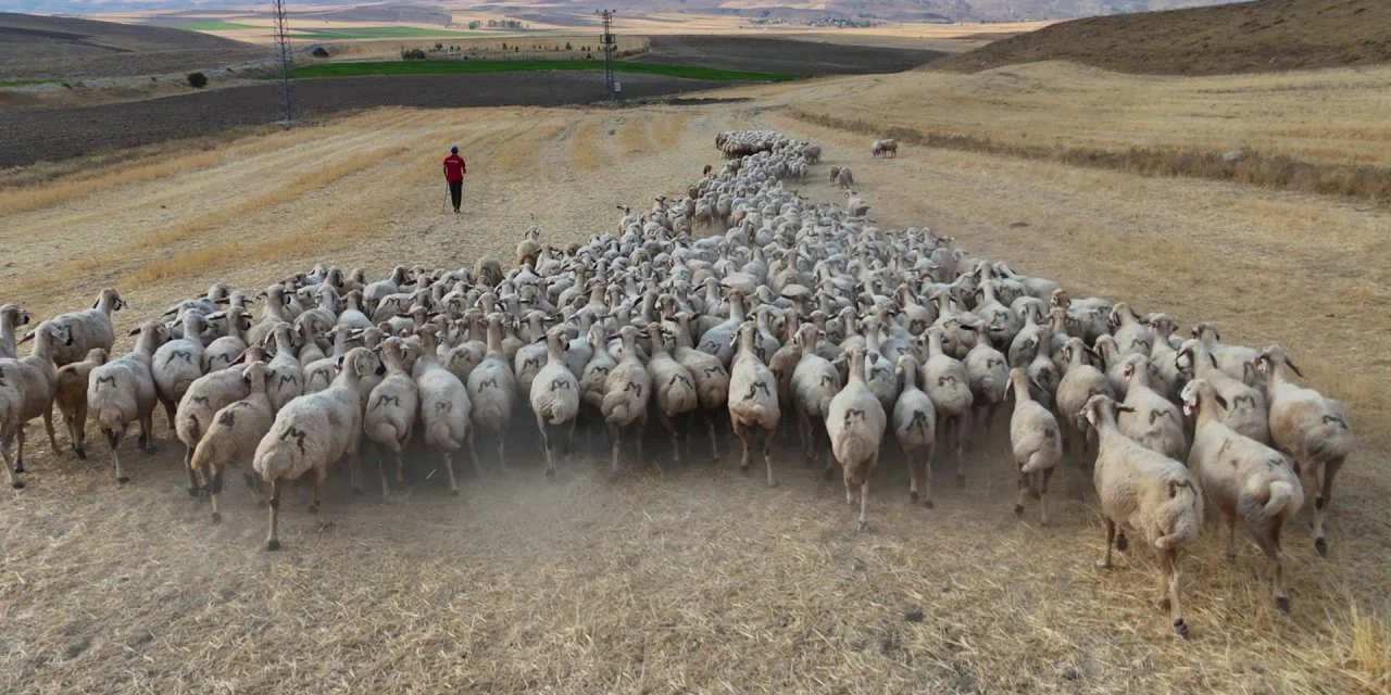 Türk çoban kalmadı