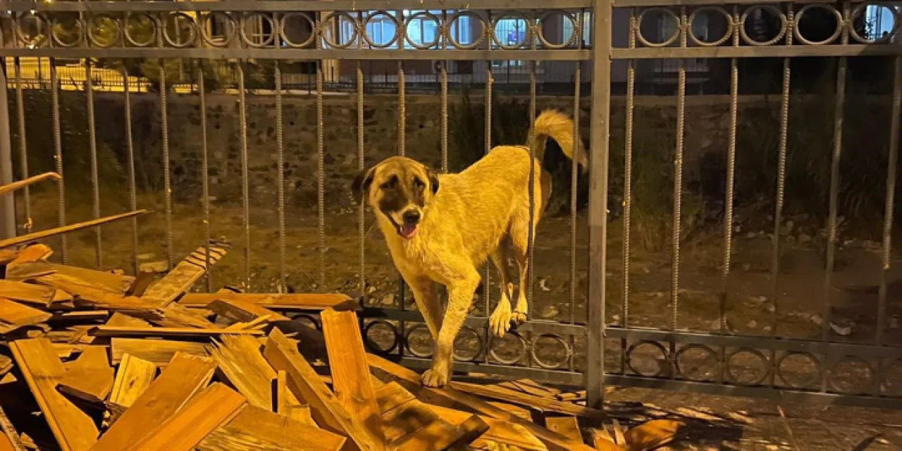 Köpeğin imdadına itfaiye yetişti
