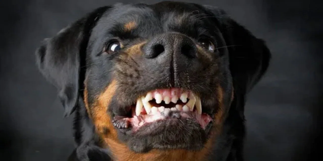 3 Rottweiler, 1 Kangal'ın saldırısına uğrayan kadın şikayetçi oldu