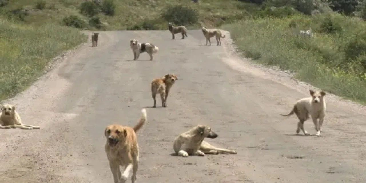 Sokak köpekleri çocuğa saldırdı