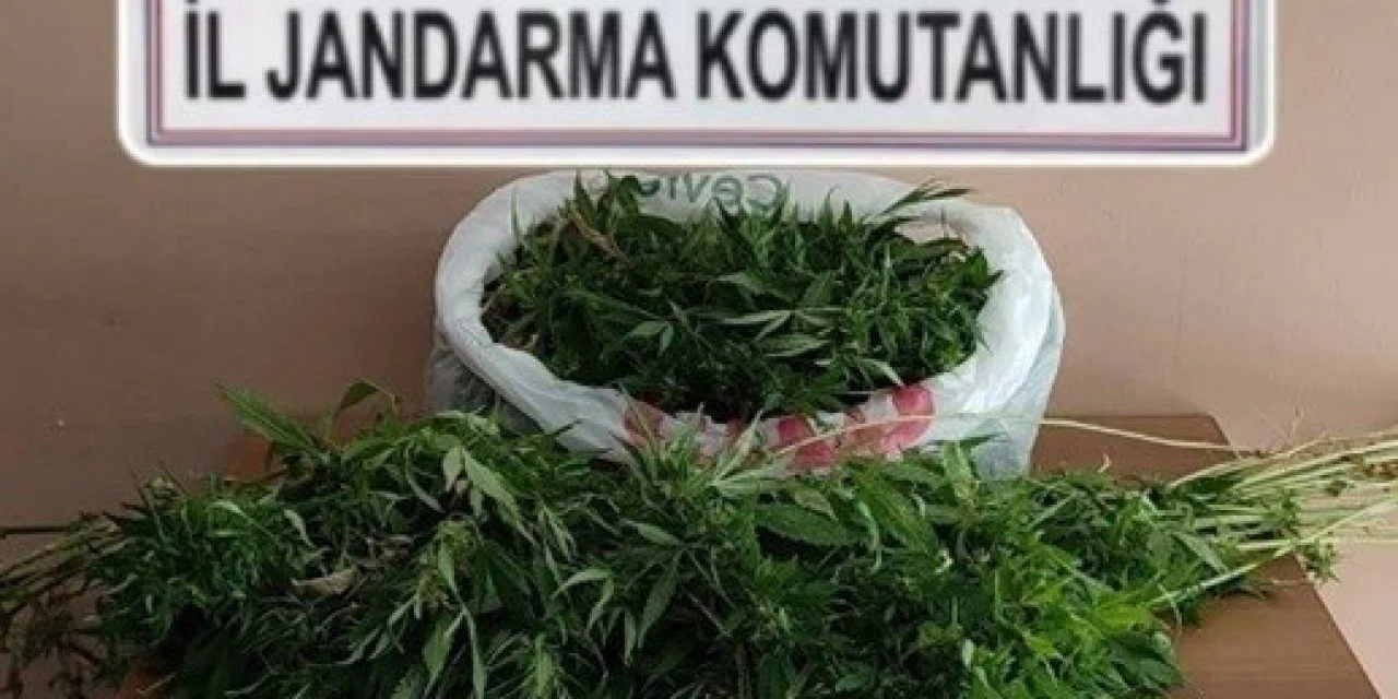 Zehir taciri evini uyuşturucu serasına çevirdi