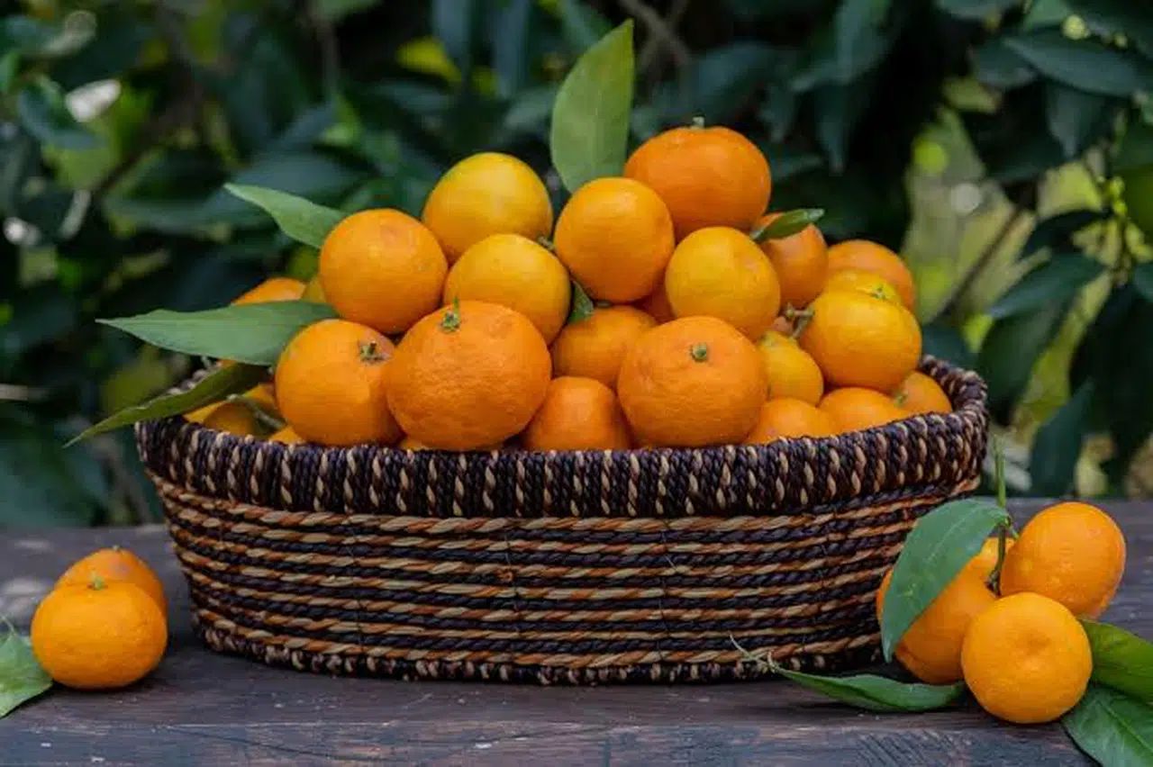 Mandalina fiyatları cep yakıyor. Kilosu 50 TL’yi gördü
