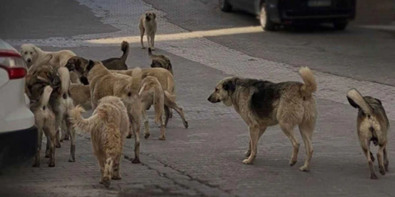 Sahipsiz köpek denetimde veteriner devreye giriyor