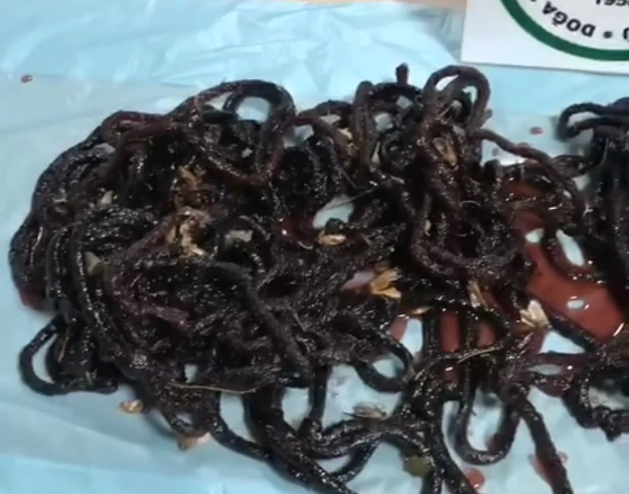 Bu kelebeği avlayana 380 bin lira para cezası var