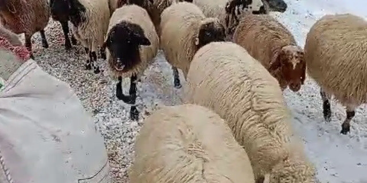 Karaman'da yaylalarda mahsur kalan 600 koyun kurtarıldı