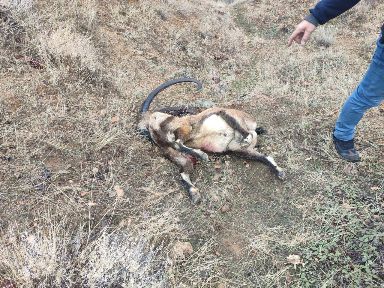 Konyalı milletvekiline Tunceli'de ceza yağdı. Kaçak av pahalıya mâl oldu
