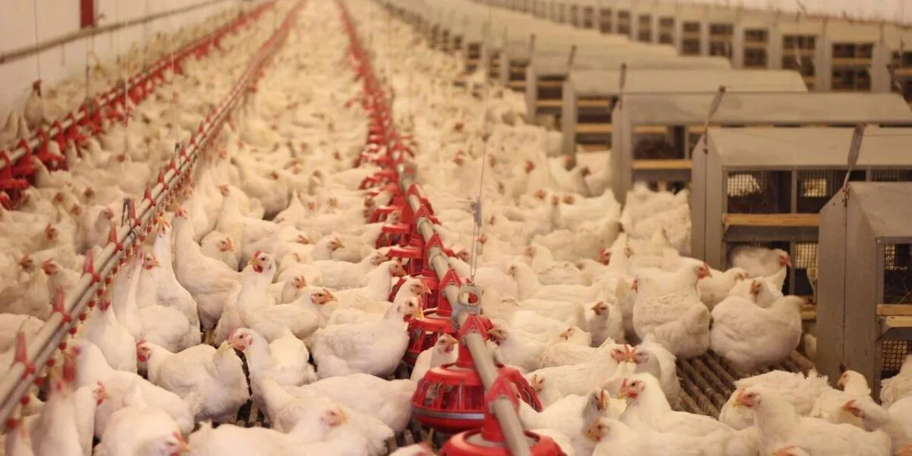 Geçtiğimiz aylarda Konya’da ortaya çıkmıştı . ABD’de Kuş gribi OHAL getirdi