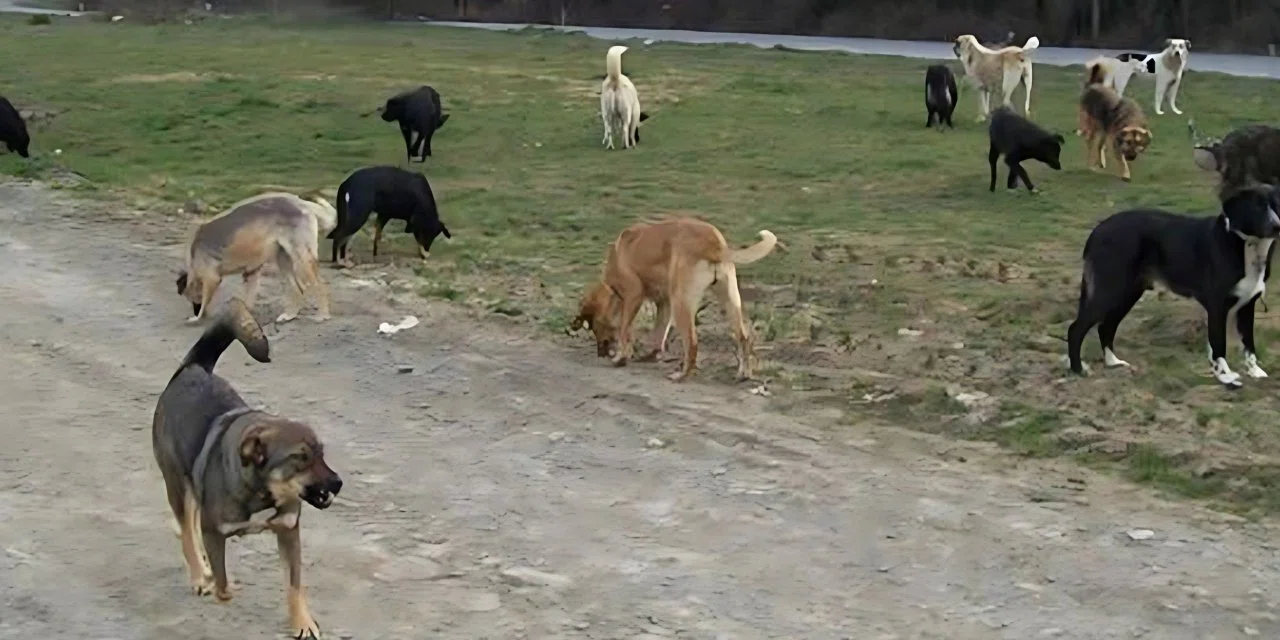 Konya'da çocuklara saldıran başıboş köpekler toplanıyor. Vatandaşlar rahat bir nefes aldı