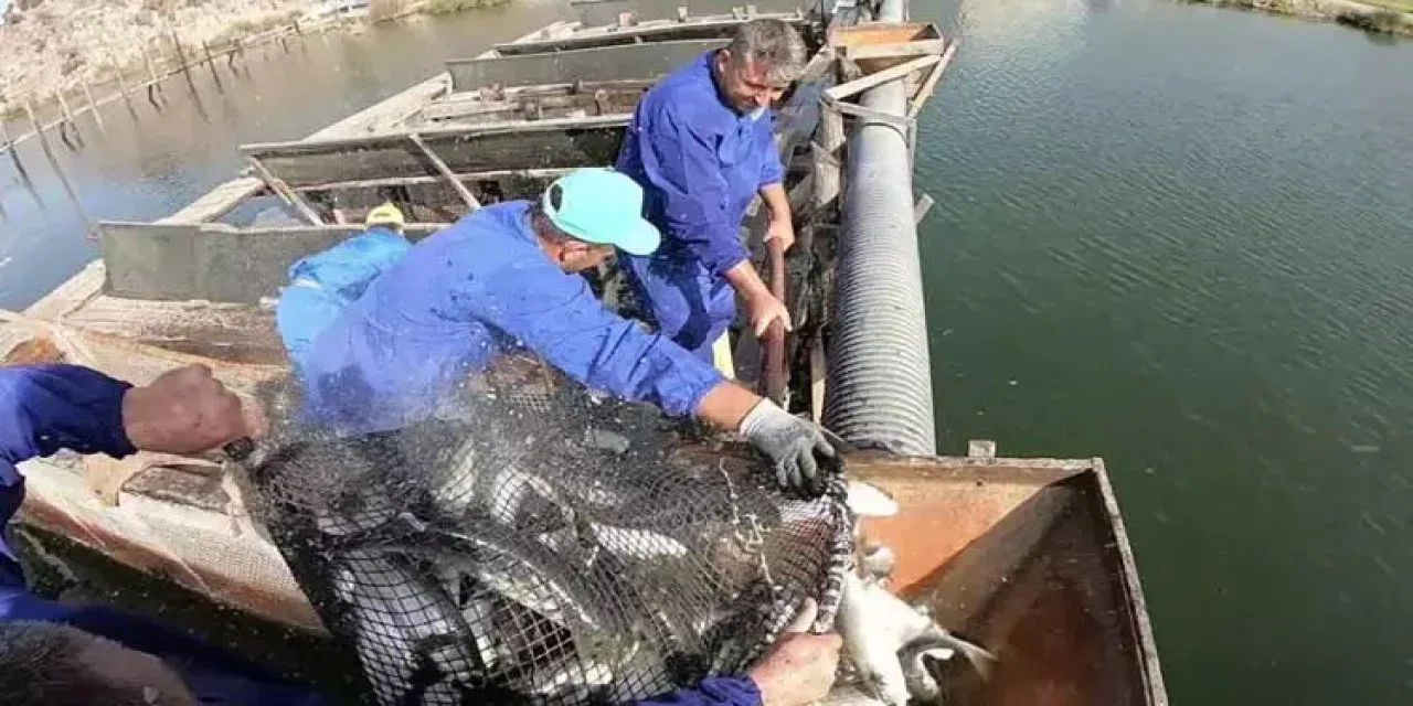 Dalyan kefali, ihracatla dünyaya açılıyor. İç piyasada uygun fiyatla satılıyor
