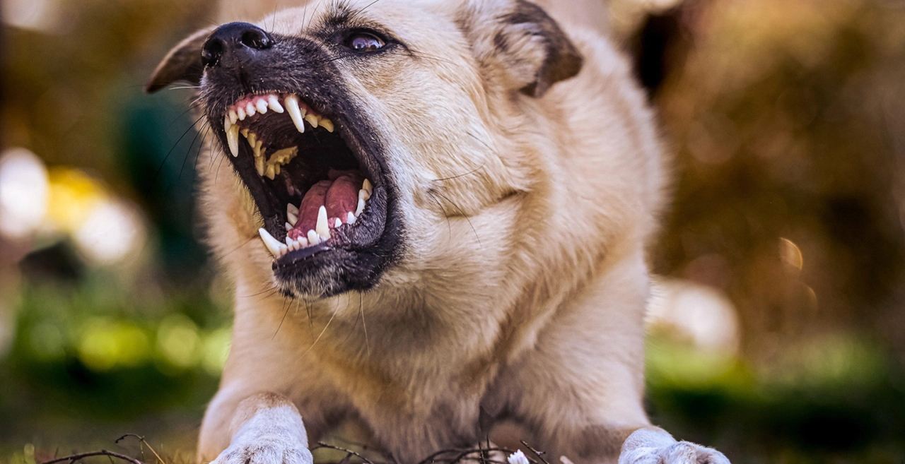 Konya'daki sokak köpekleri günden güne saldırganlaşıyor. Vatandaşlar tedirgin