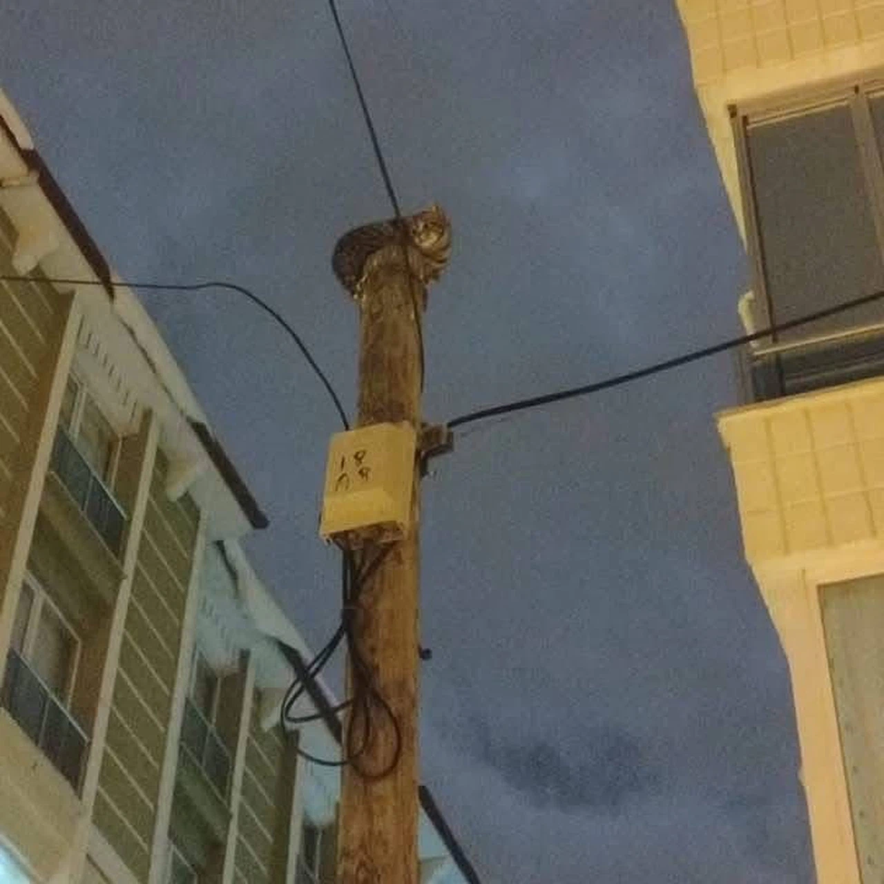 Yaramaz kedi telefon direğinde mahsur kaldı. İmdadına ekipler yetişti