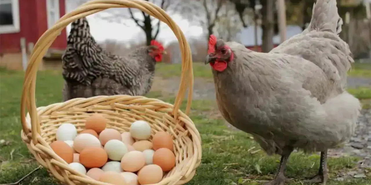Yumurtada bayram müjdesi! Fiyatlar yüzde 50 düştü