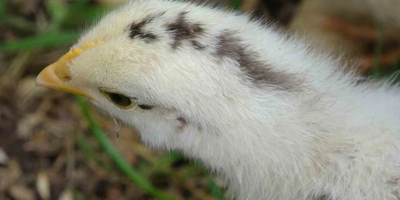 Civciv ay yıldız figürüyle doğdu