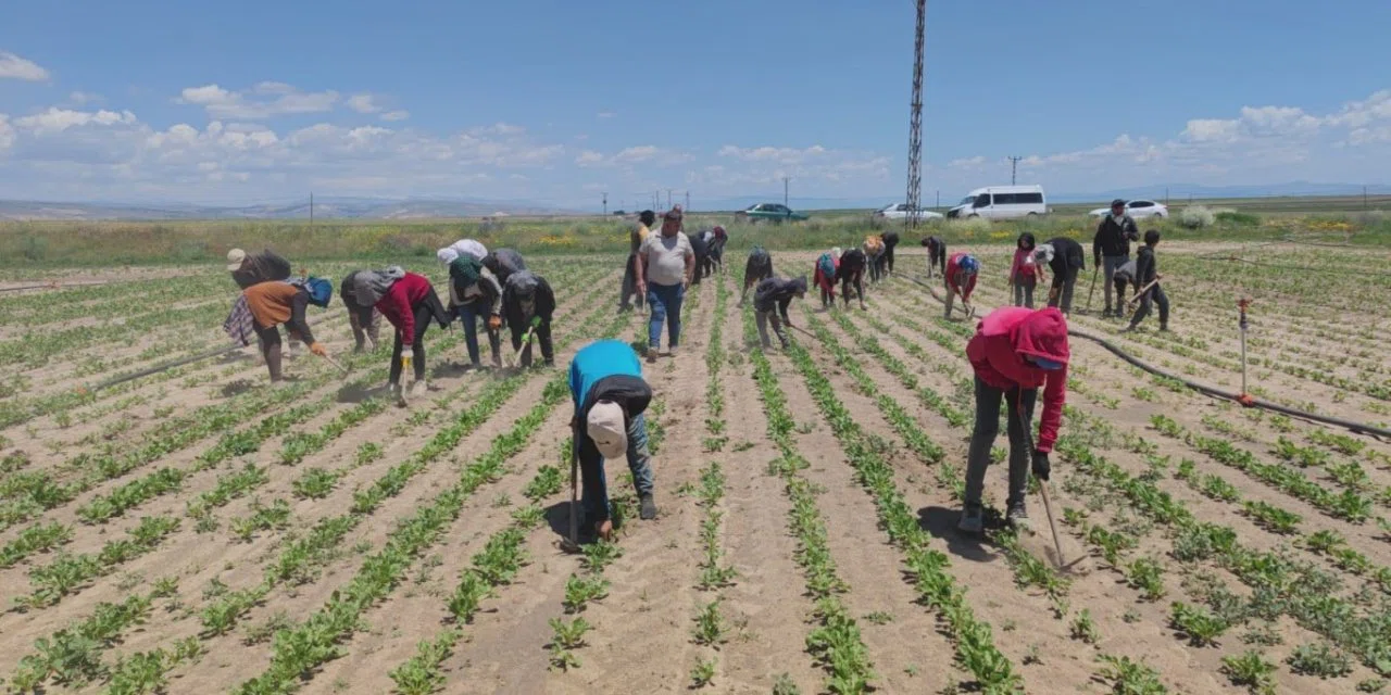 Mevsimlik tarım işçilerinin en gözde şehri Konya oldu: Ekmeklerini topraktan çıkarıyorlar