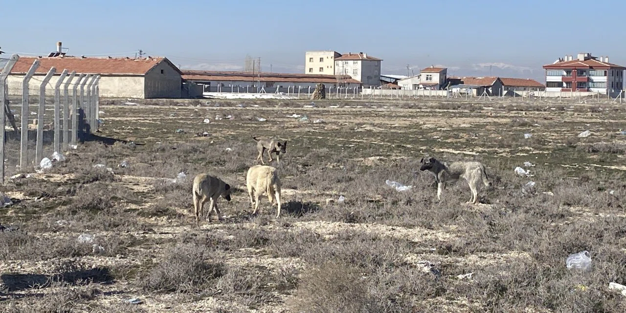 Konya'da köpeklerin saldırısında çocuğun öldüğü arazi görüntülendi
