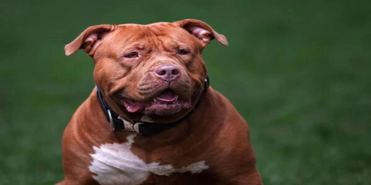 Bu karar çok tartışılır: Sahipsiz köpek saldırısında emsal karar