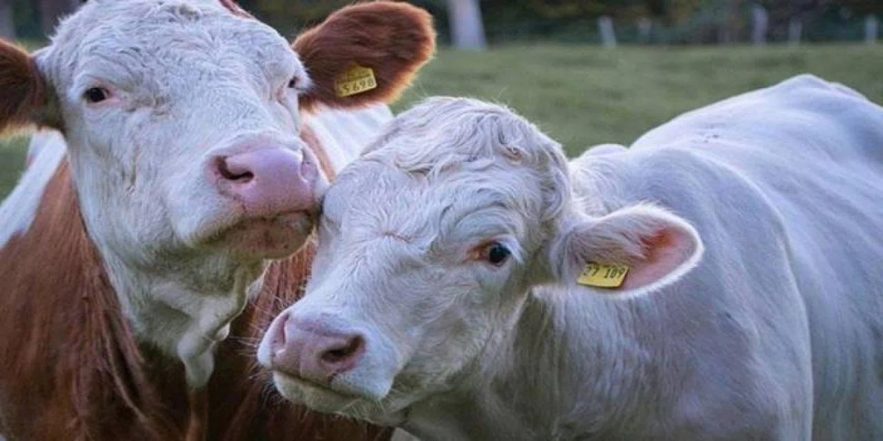 Kırmızı et fiyatlarını düşürecek yeni sığır türü geliyor! Yılda 20 kez yavru veriyor