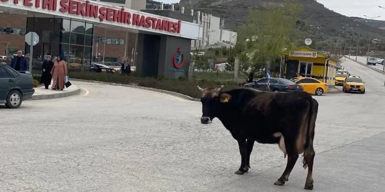Gezen inek kaybolunca hastane önünü mesken tuttu