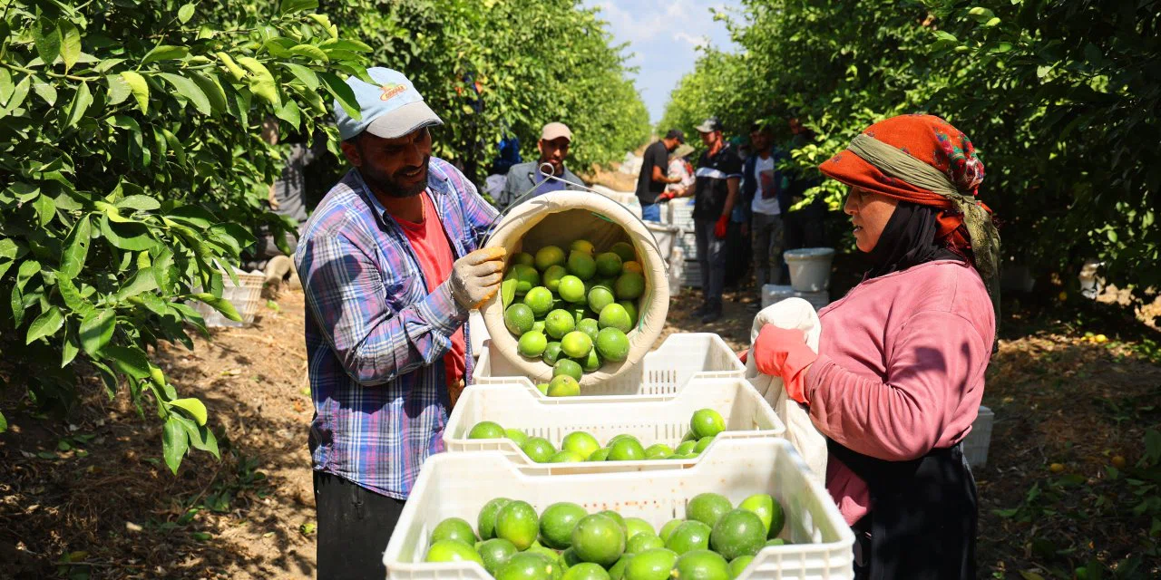 Limonda stokçuların oyunu deşifre oldu: Depolar limonla dolu