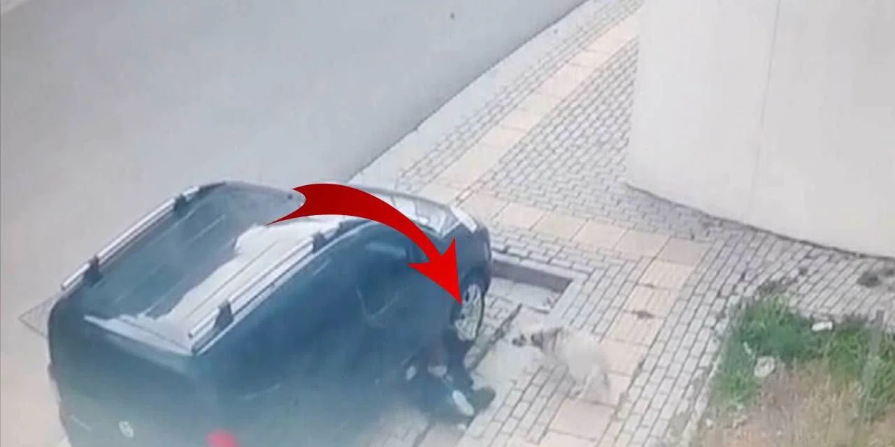Yine sahipsiz köpek dehşeti! 10 yaşındaki çocuğa saldırdılar