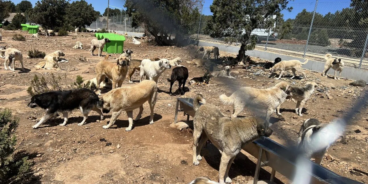 Konya'da başıboş köpeklere dev bahçe yapıldı. Yüzlerce hayvan var