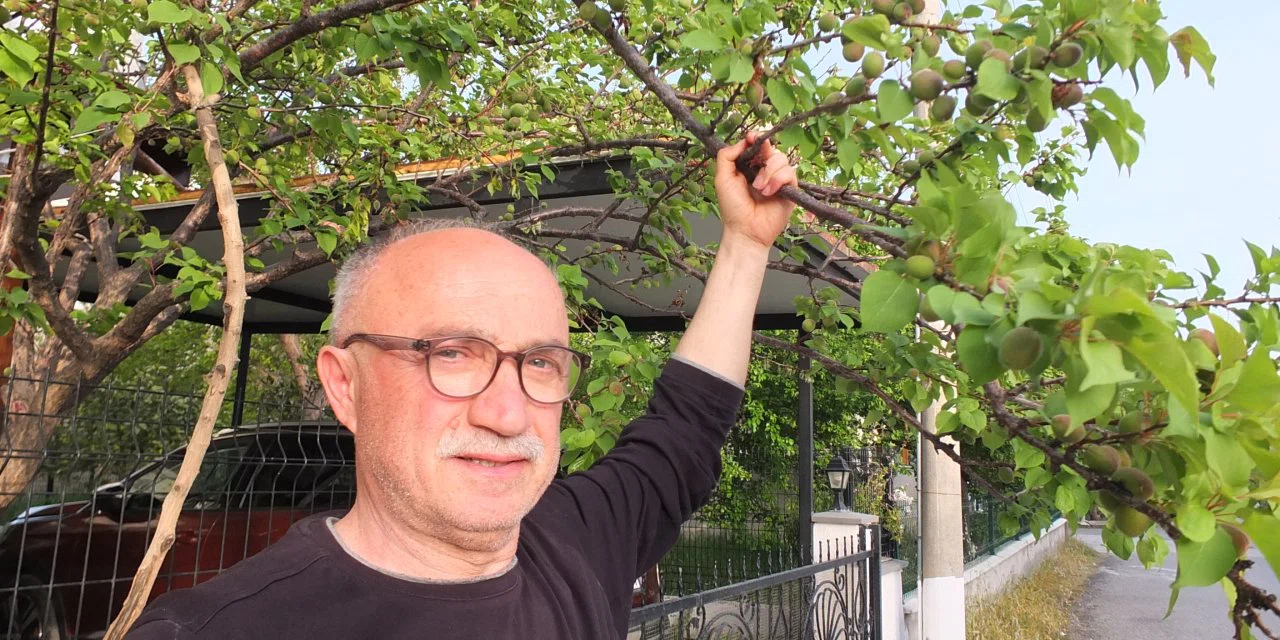 Zirai don onları etkilemedi kayısıyı verecek yer arıyorlar