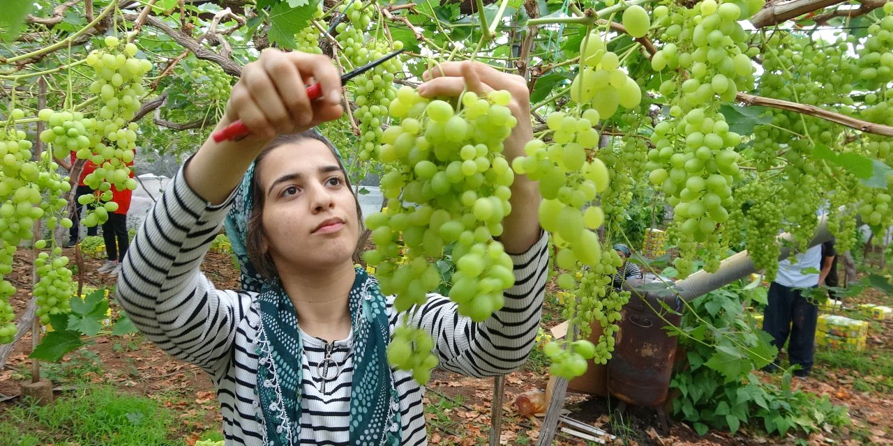 Hasadını kadınlar yapıyor turfanda kilosu 250 lira