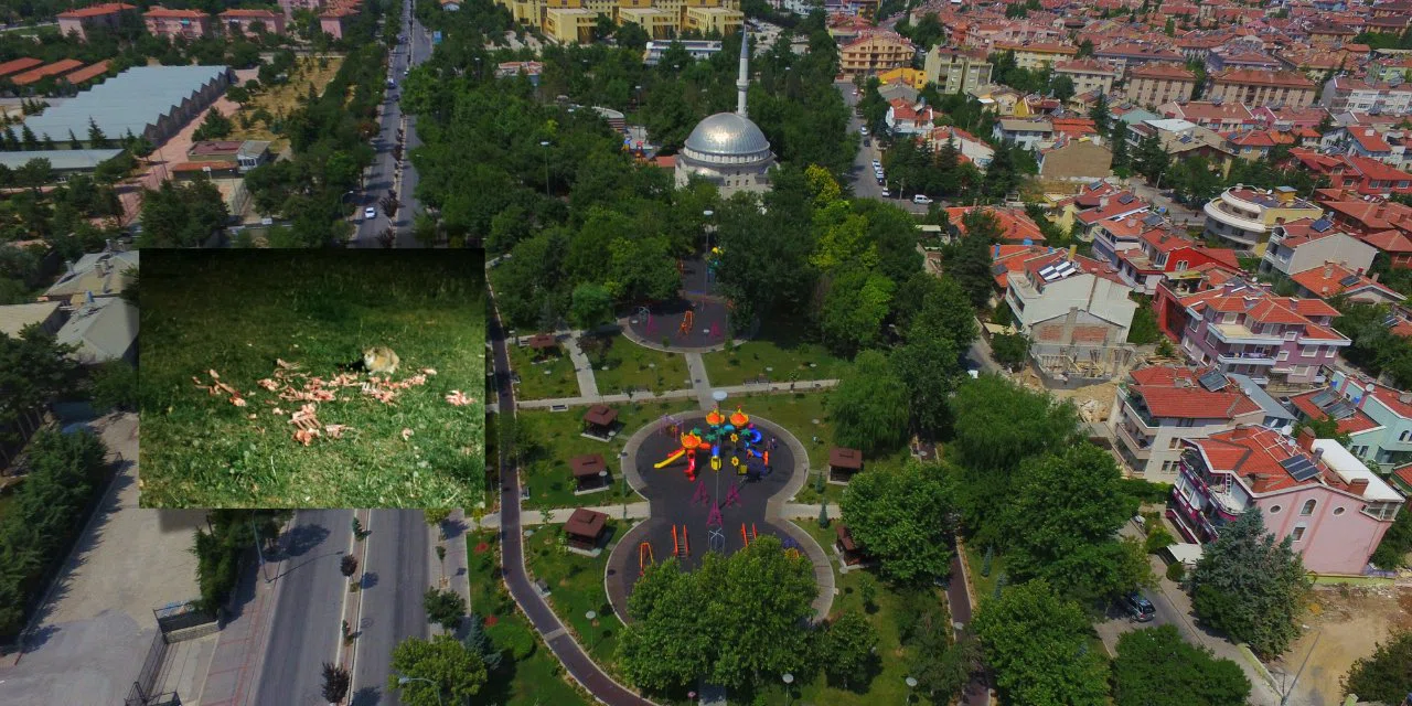 Konya’nın en işlek parkında hoş olmayan görüntü. Başıboş köpeklere et bırakıyorlar