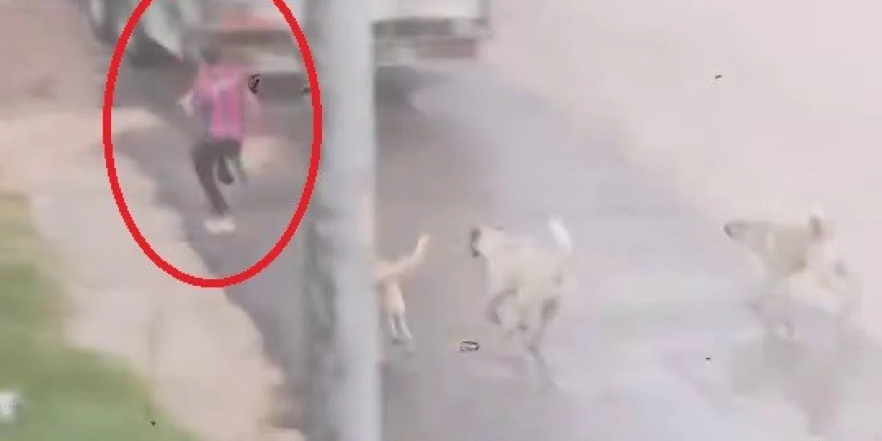 Yine bir sokak köpeği faciasına ramak kaldı