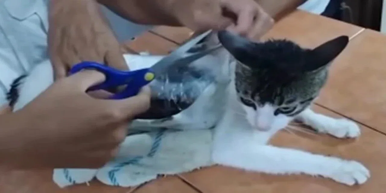 Kedi ve köpekler hastalanınca veterinere gelmeyi nasıl biliyor? Son örnek Türkiye'yi şaşırttı