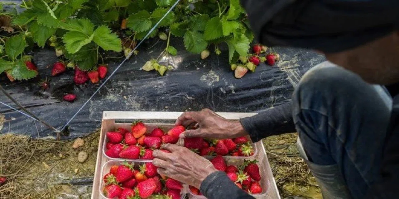 Sebebi herkesi şaşırtıyor: Çileklerin boyutu XL oldu