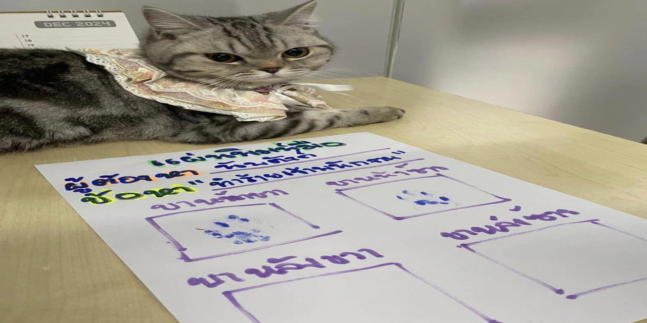 Bir garip kedi vakası: Fotoğrafı çekildi, pati izi alındı
