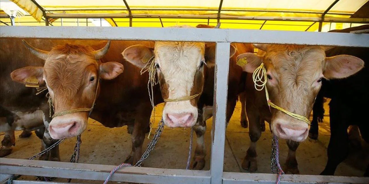 Kurbanlıklar ne kadar? Kurban pazarları hareketlendi