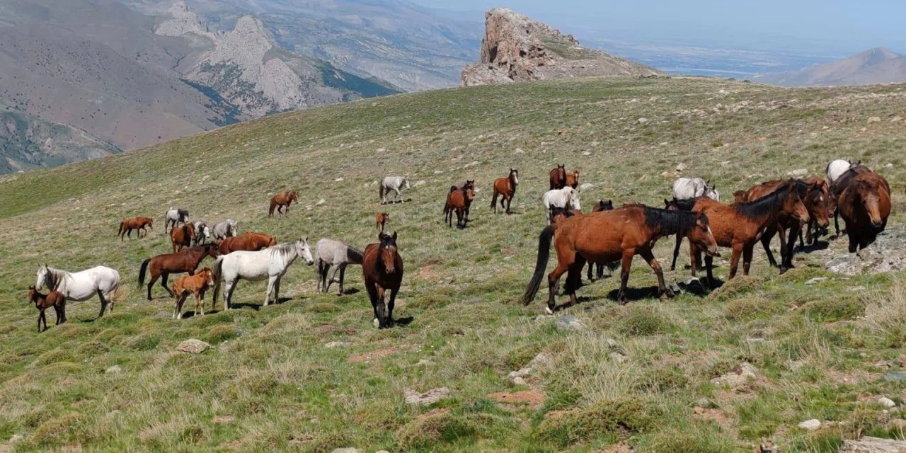 Yüzyıllardır Konya'nın büyük topraklarında koşturuyorlar. Yılkı Atları nefes kesiyor